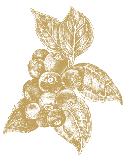 Blåbær