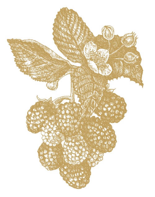 Brombær