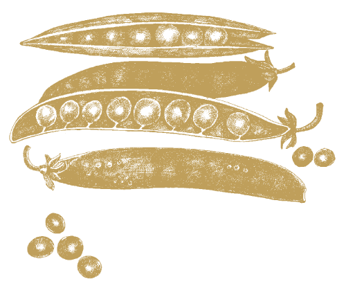 Ærter