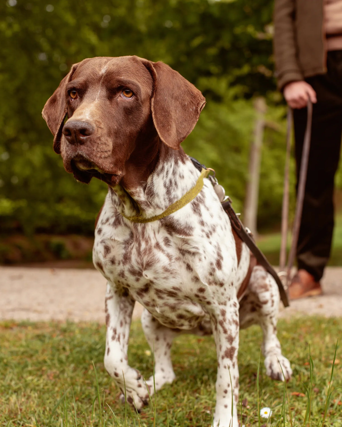How far can a dog hear?