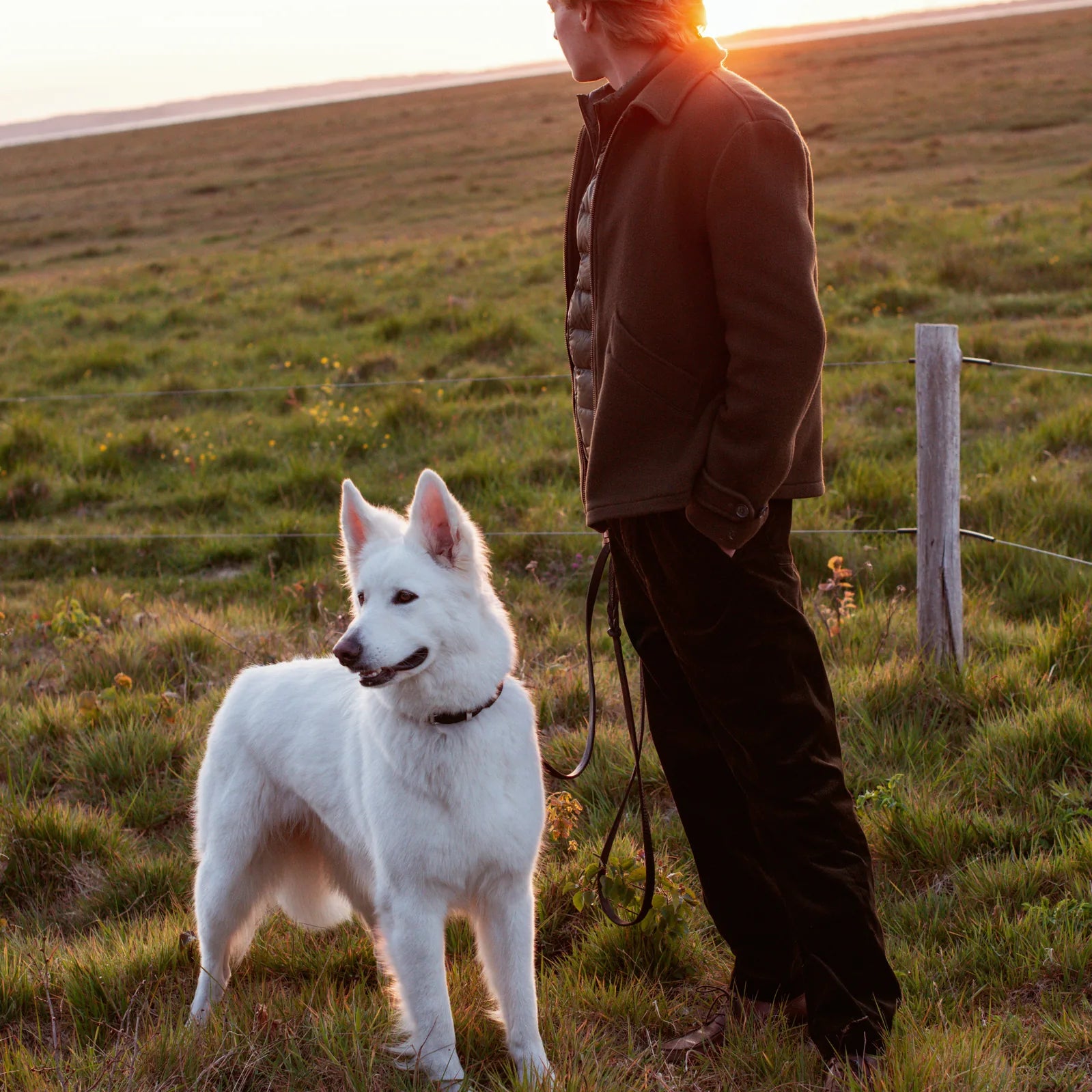 How do you calm a dog down?
