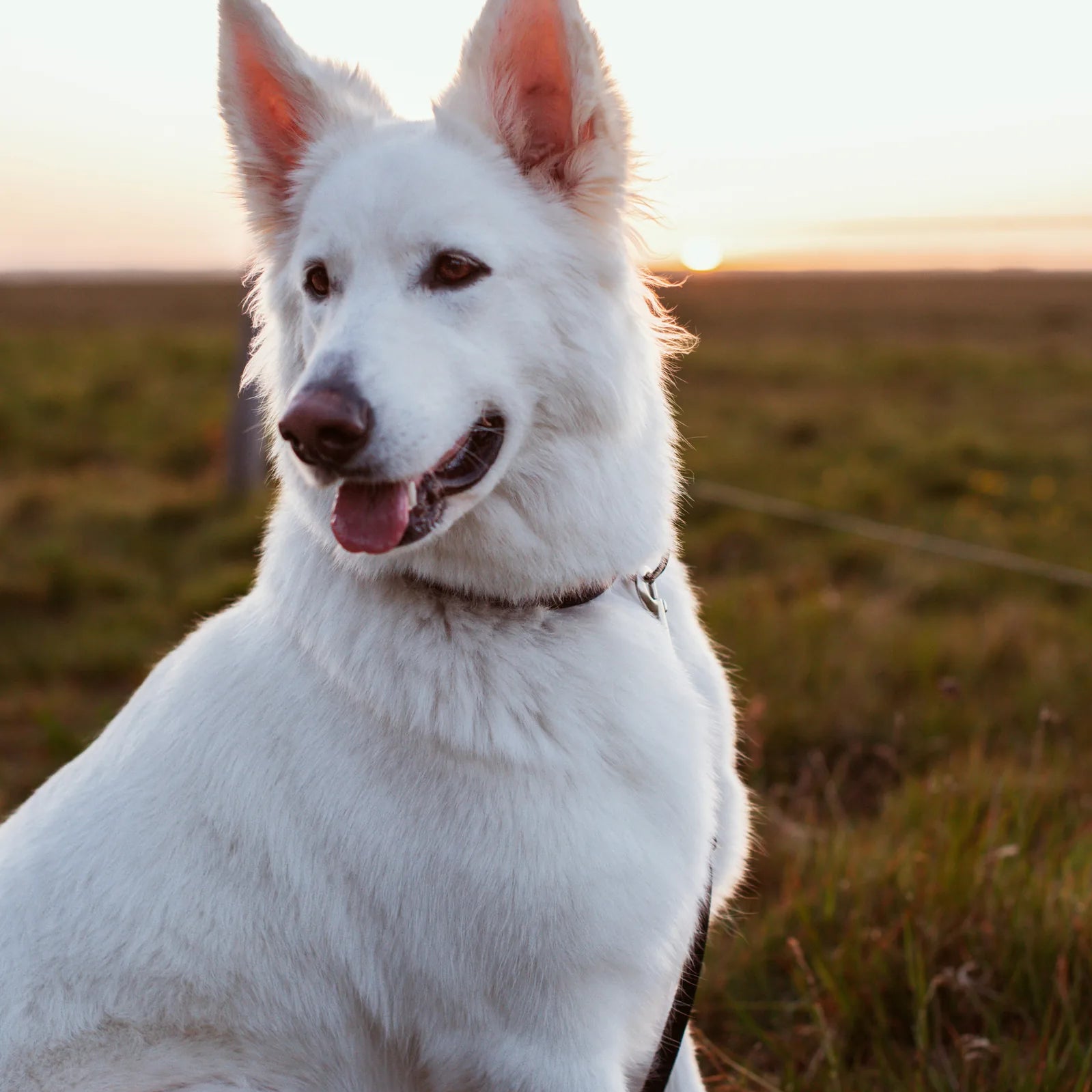 My dog sheds a lot, what do I do