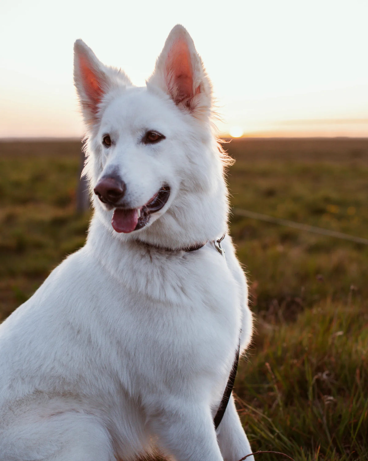 My dog sheds a lot, what do I do
