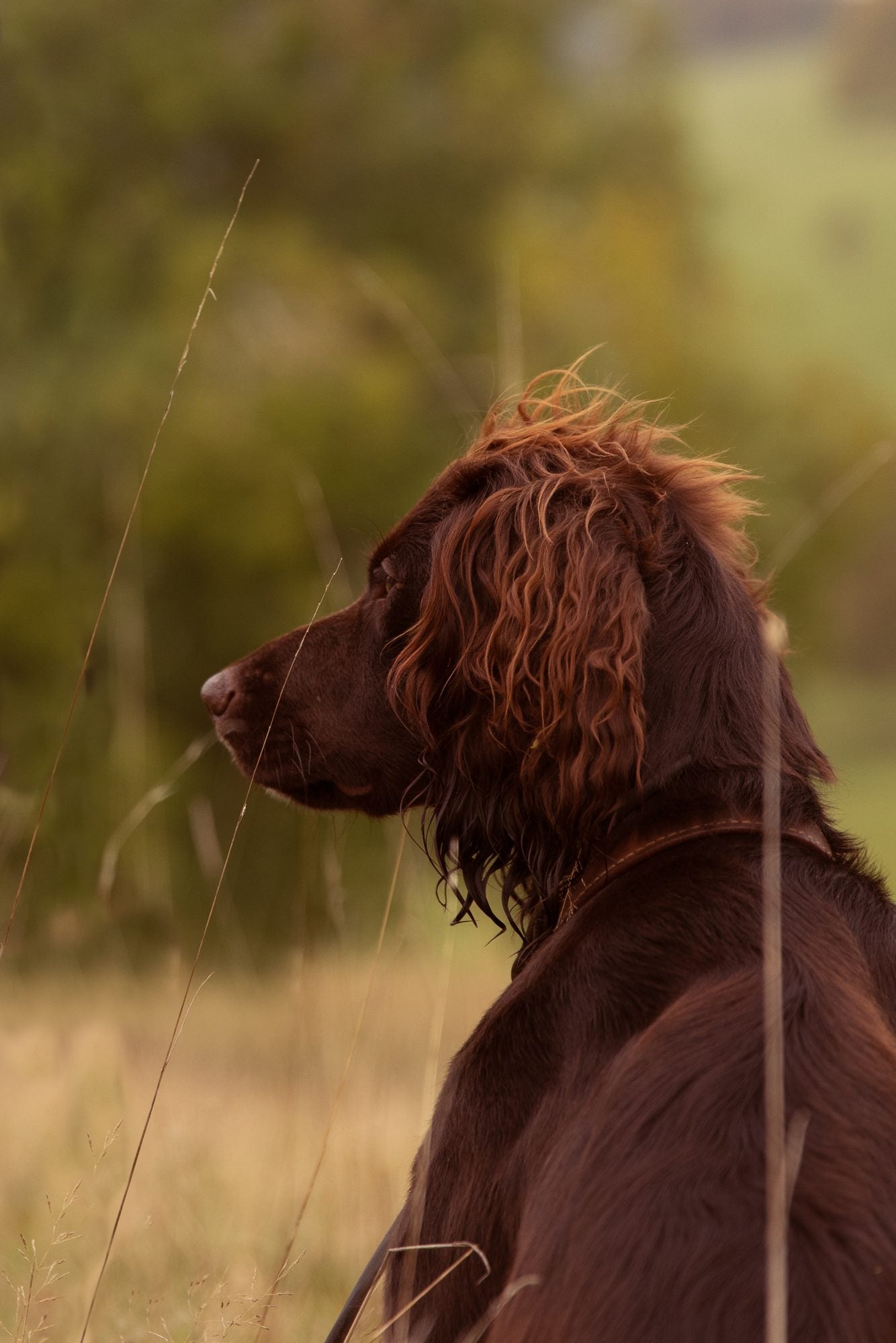 Hvad skal godt hundefoder indeholde?