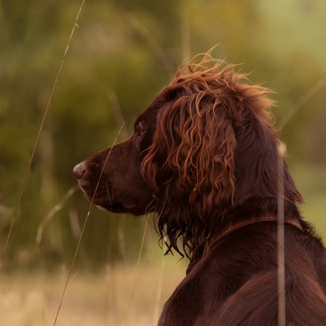 How does a dog see?