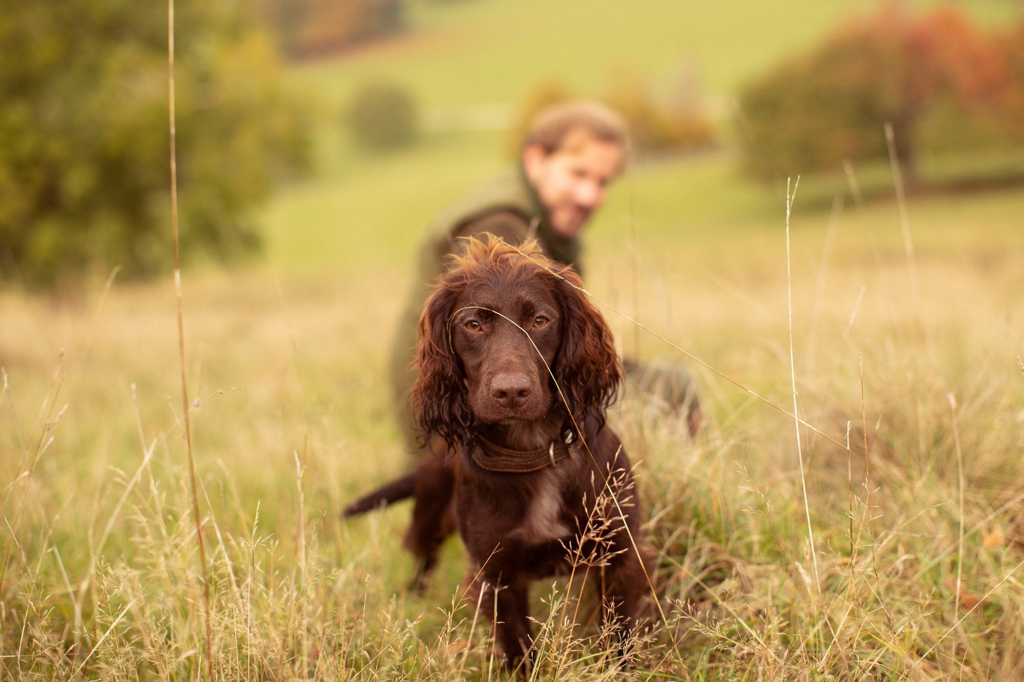 How long are dogs in heat?