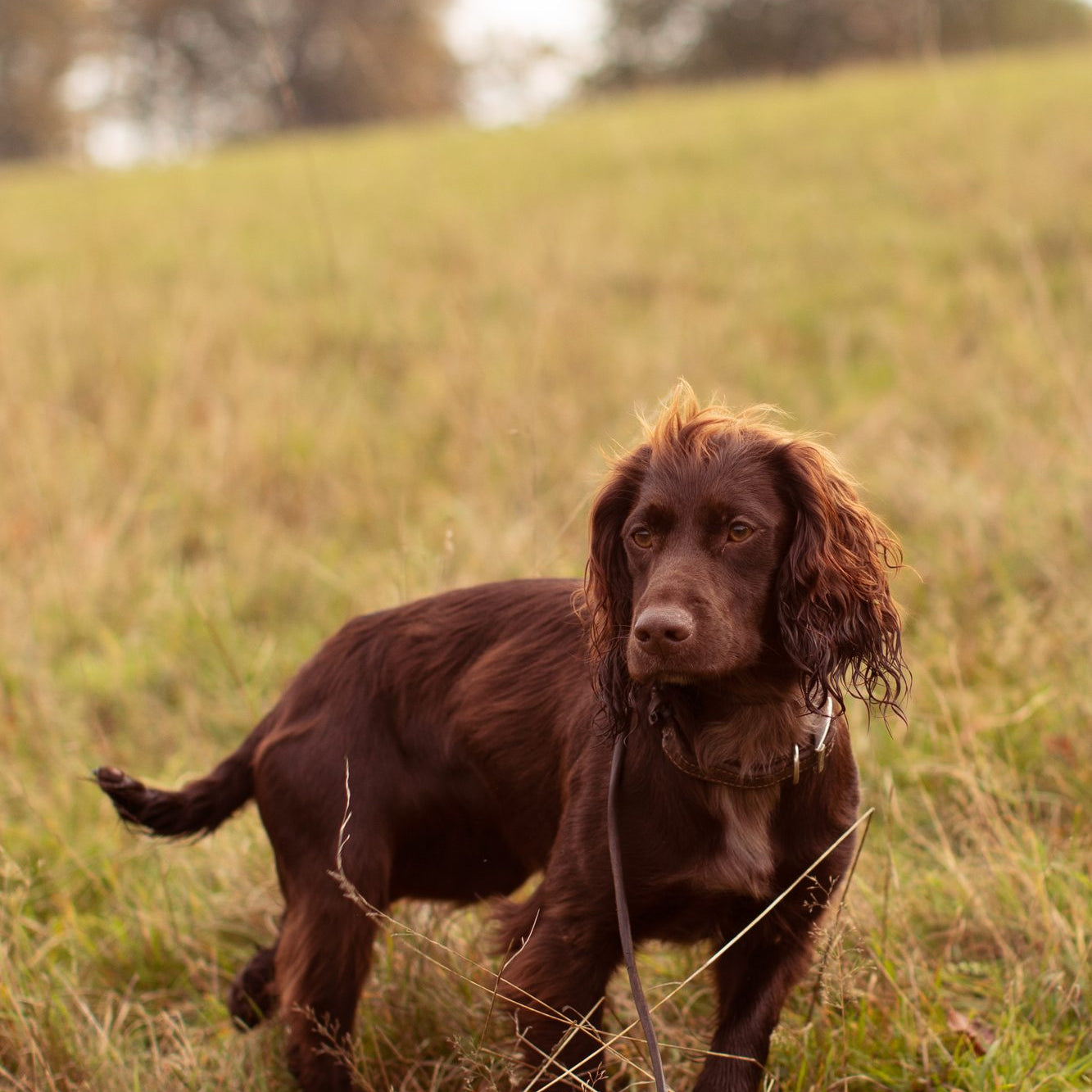 How often are dogs in heat?