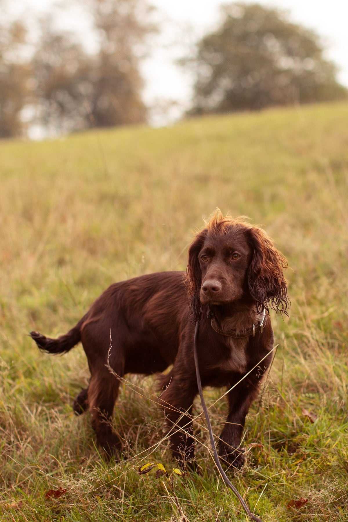 How often should a dog be bathed?
