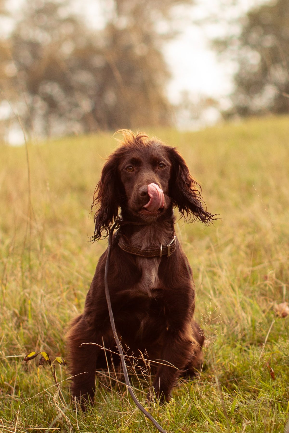 Why do dogs sleep so much?