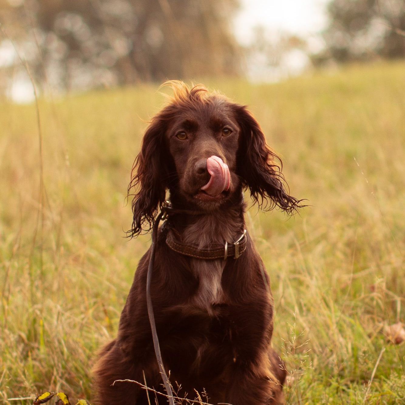 How long does a dog bleed during heat?