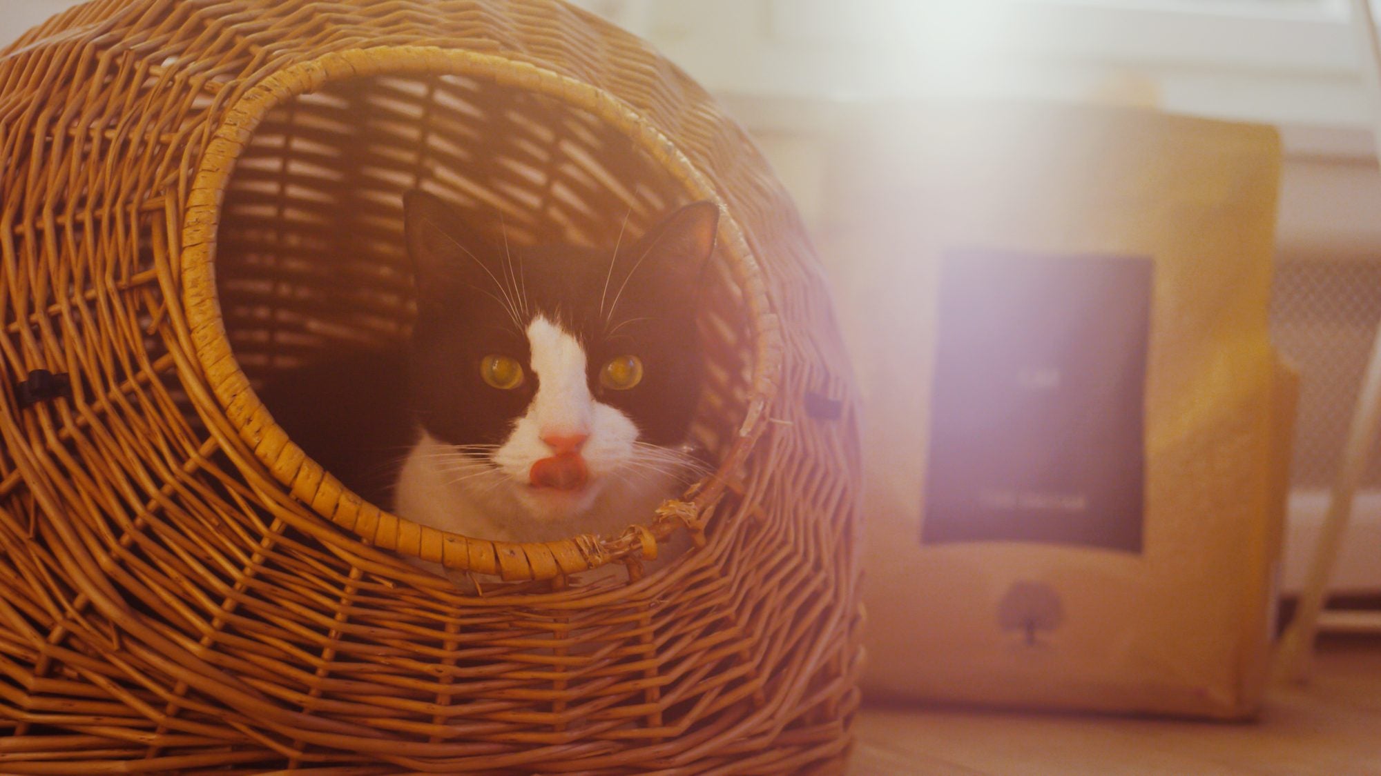 How long does a cat live?
