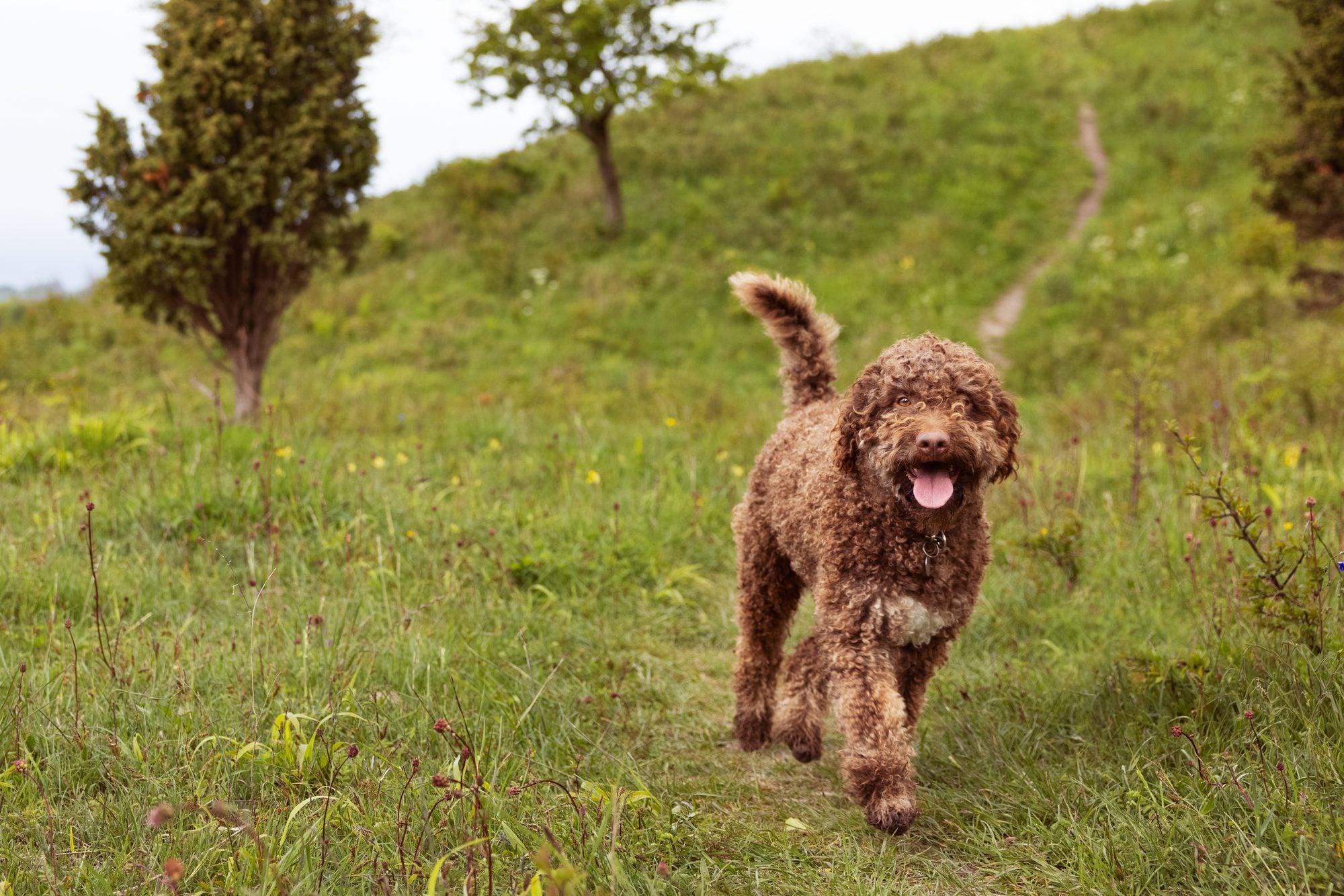 How much should a dog sleep?