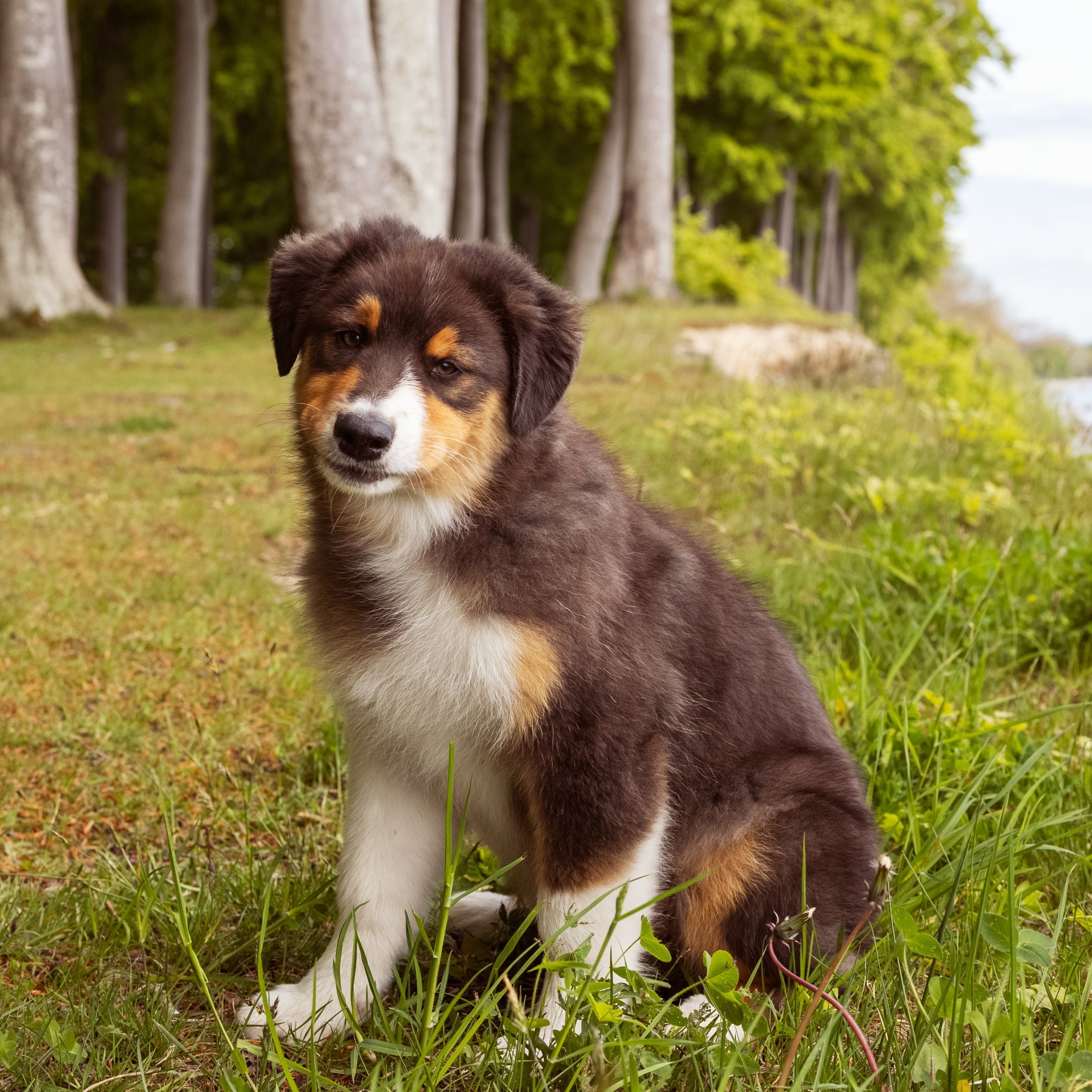 The ultimate puppy guide