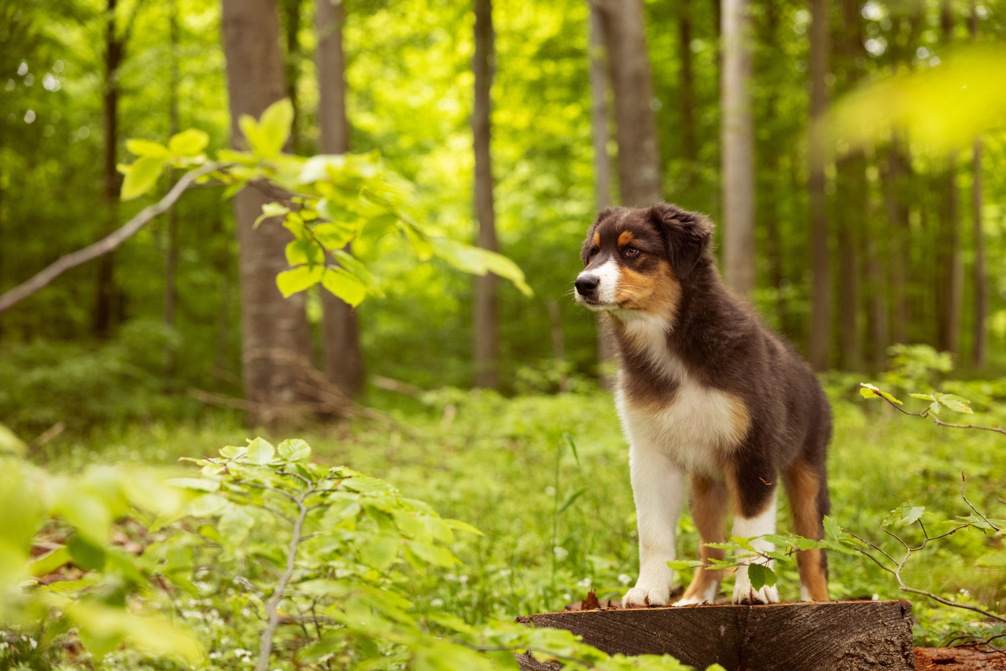 How old should a dog be to have puppies?