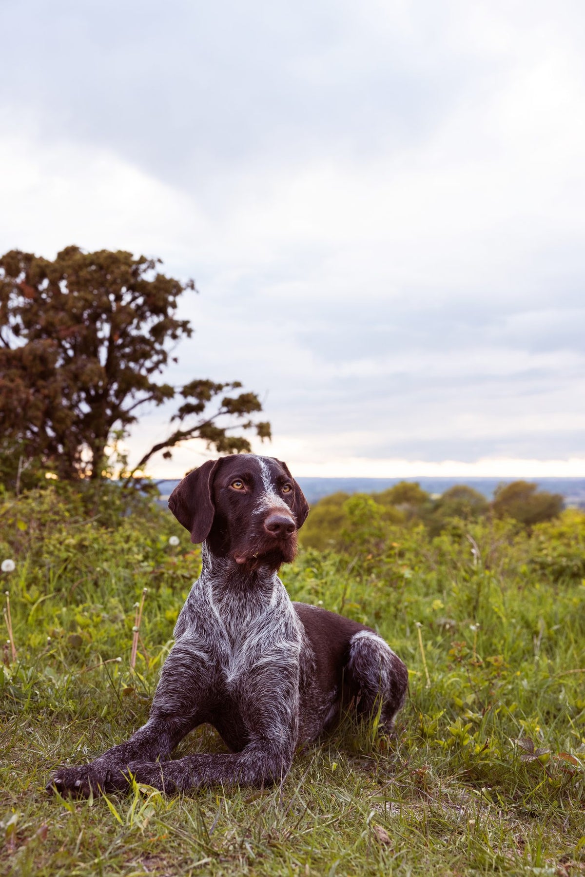 Why won't my dog eat?