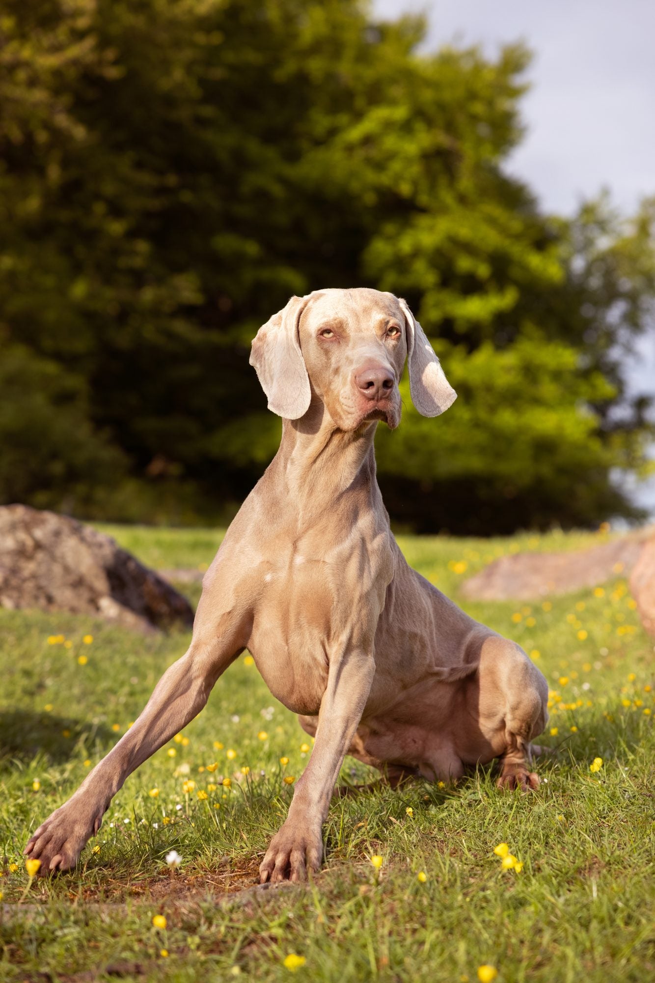 Hvorfor kornfrit hundefoder?