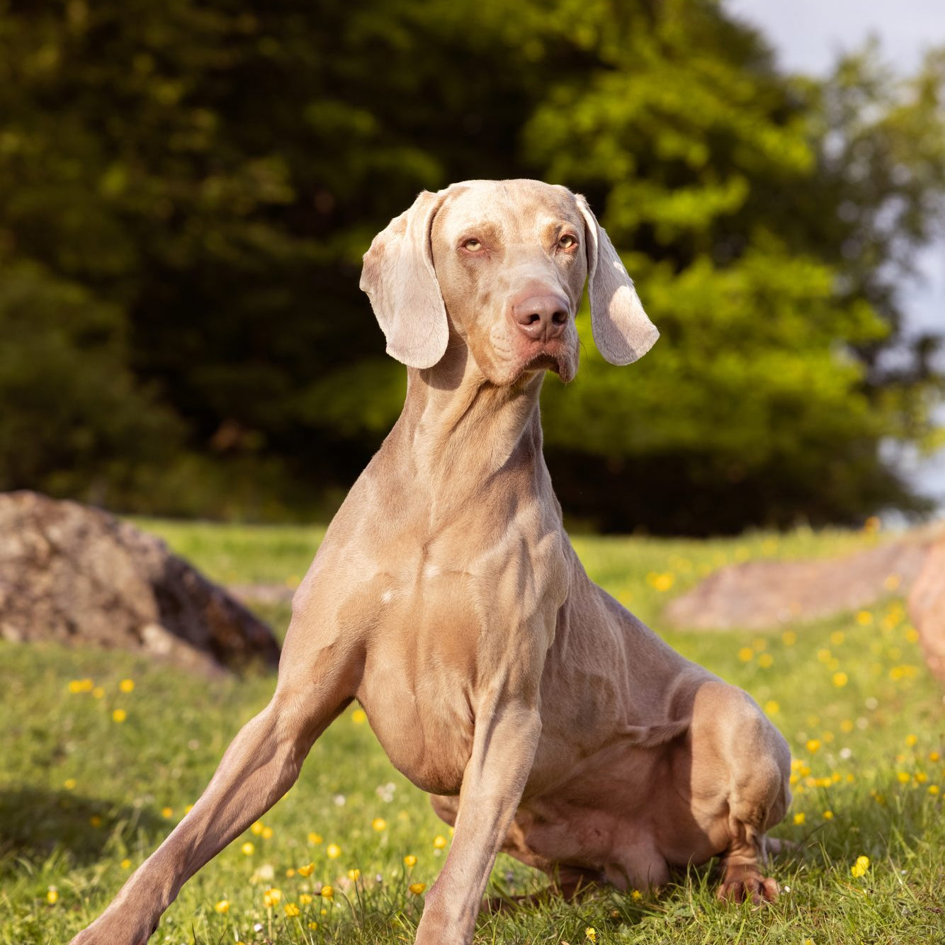 Why does my dog eat dirt?