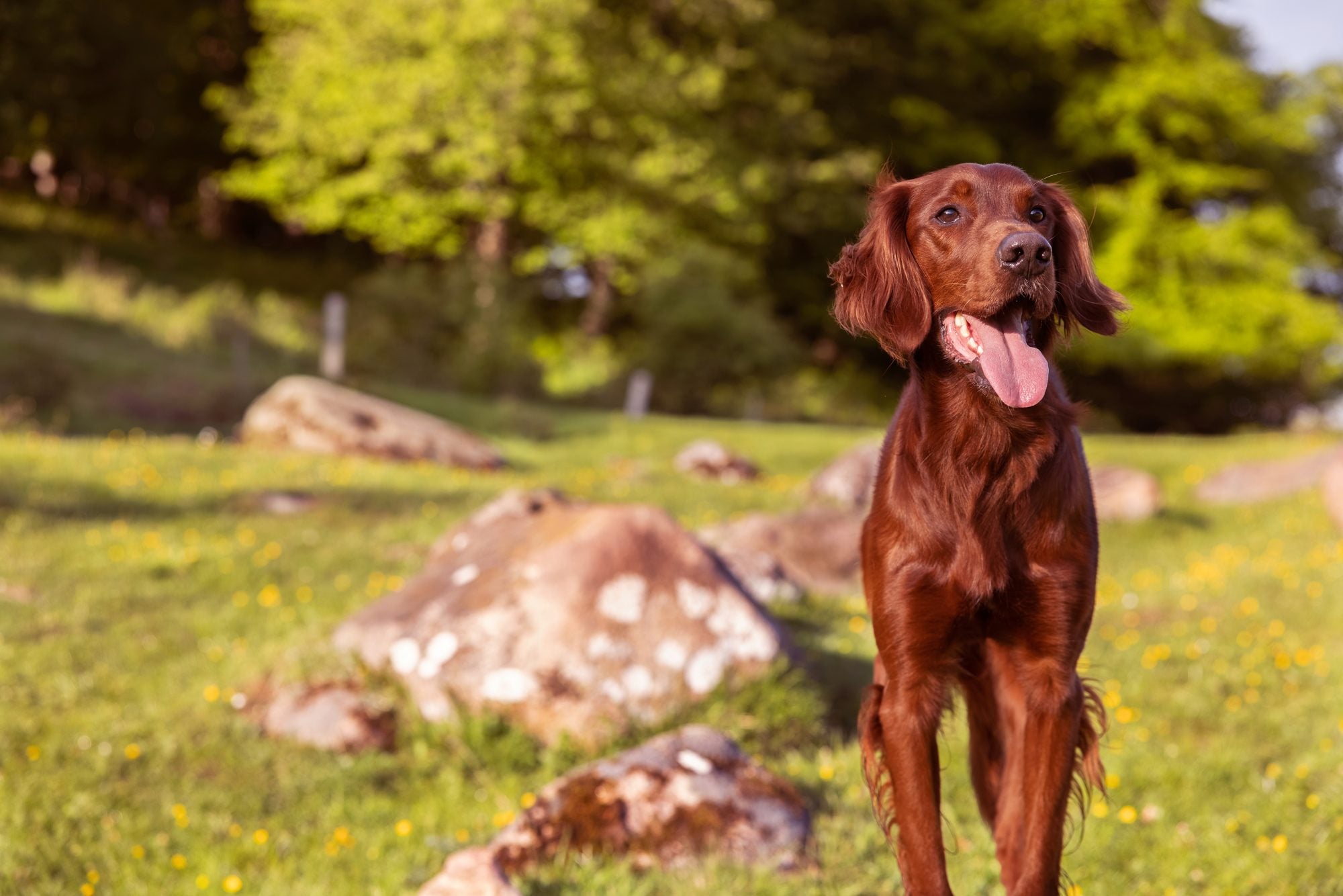 How much do dogs sleep?