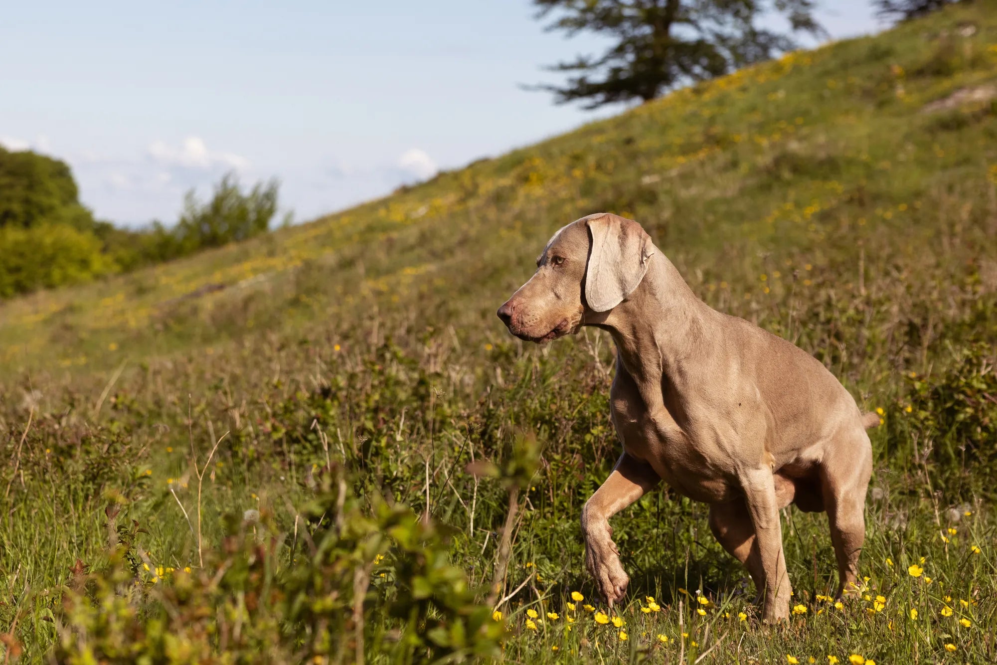 When can a dog get pregnant?