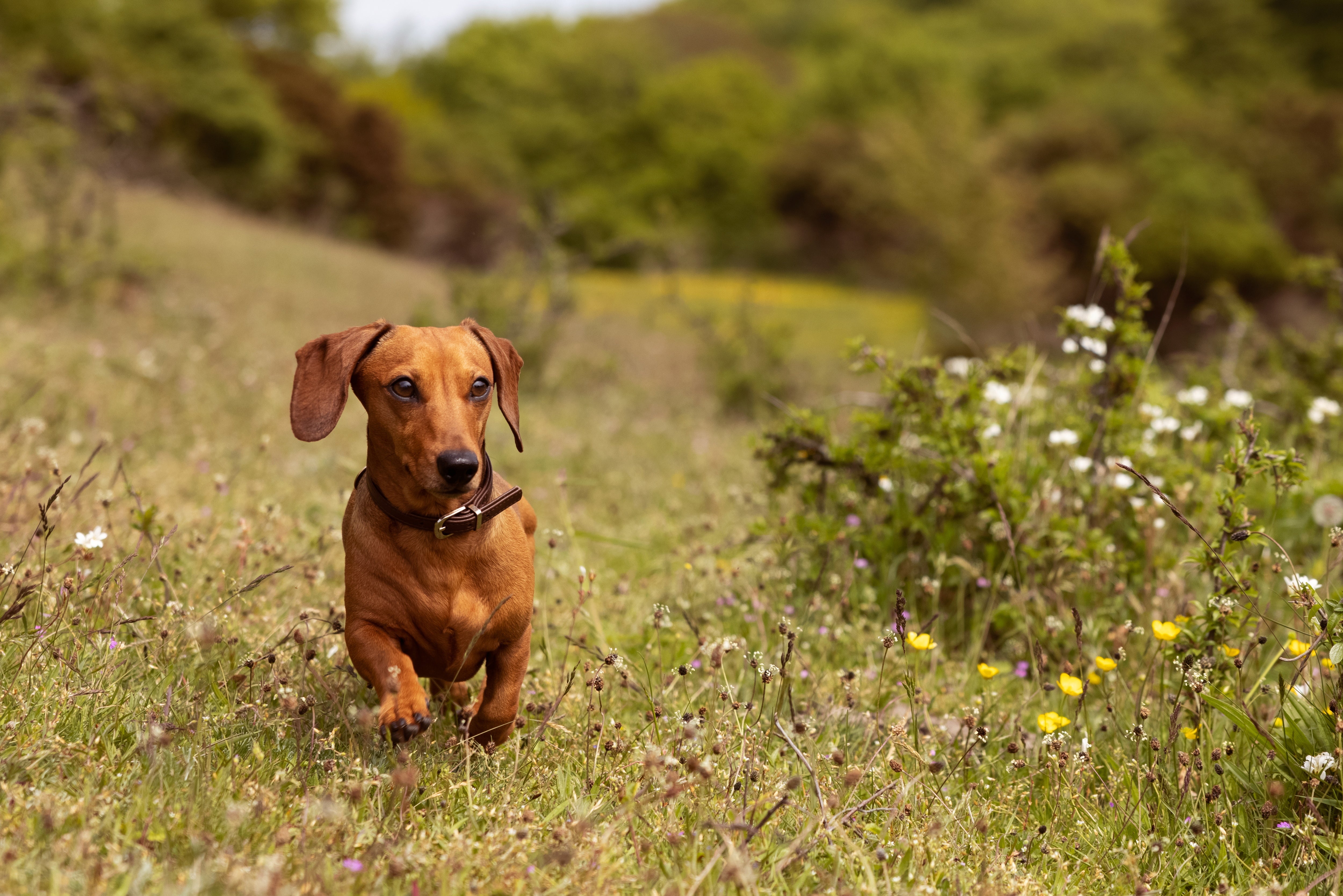 Best dog food for small dogs – Find the perfect meal now!