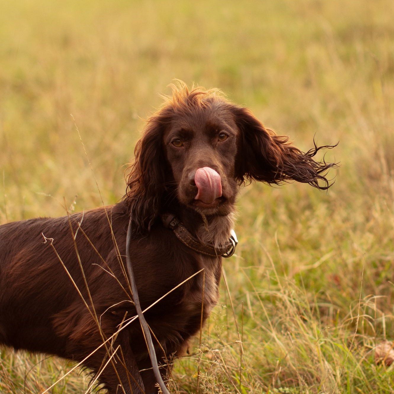 How do you get a dog to relax?