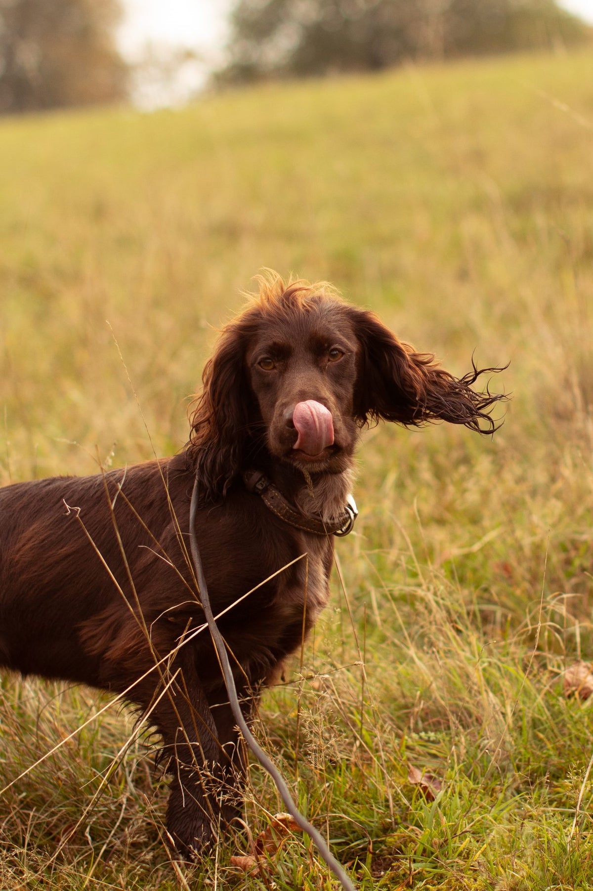 Why does my dog lick its paws?