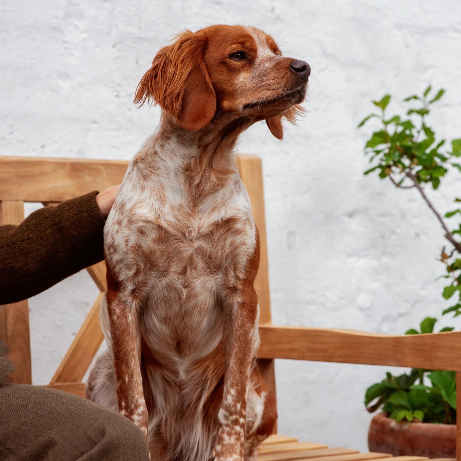 How long is a dog in heat?
