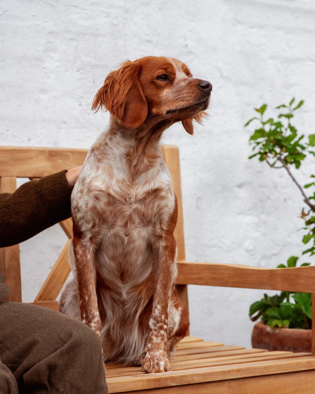 How long does a dog shed?