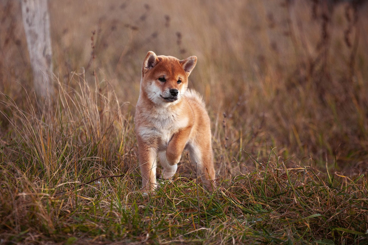 How long are dogs pregnant?