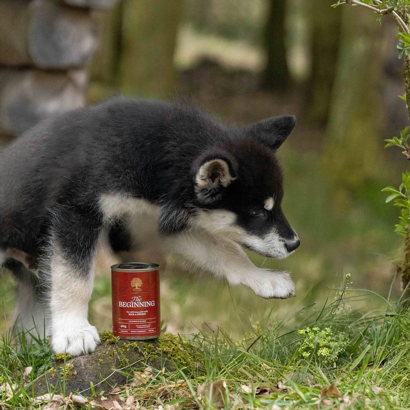 7 great ways of serving pâté to your puppy