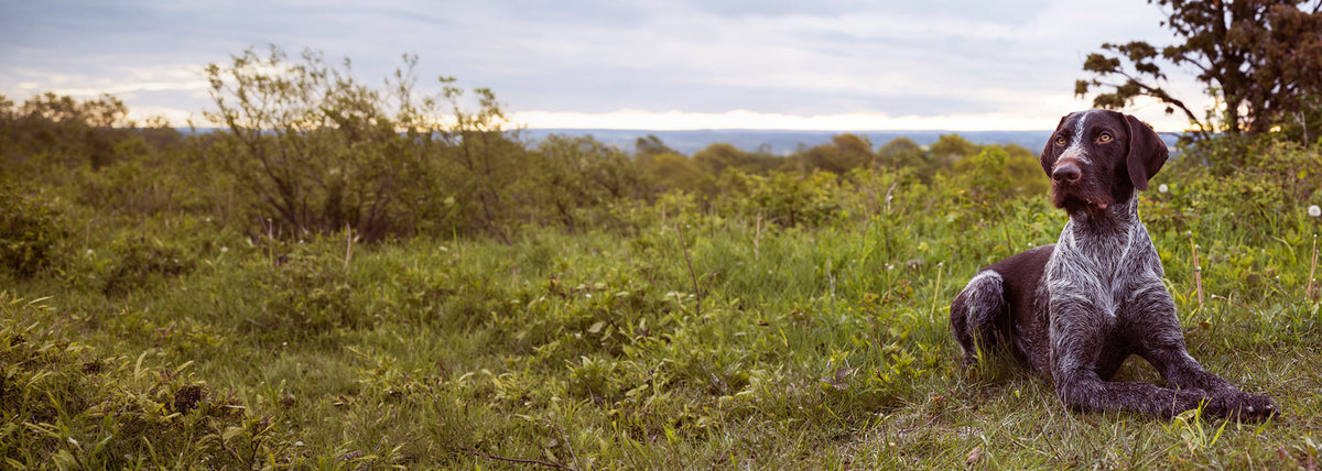 Best senior dog food - Give your older dog new energy