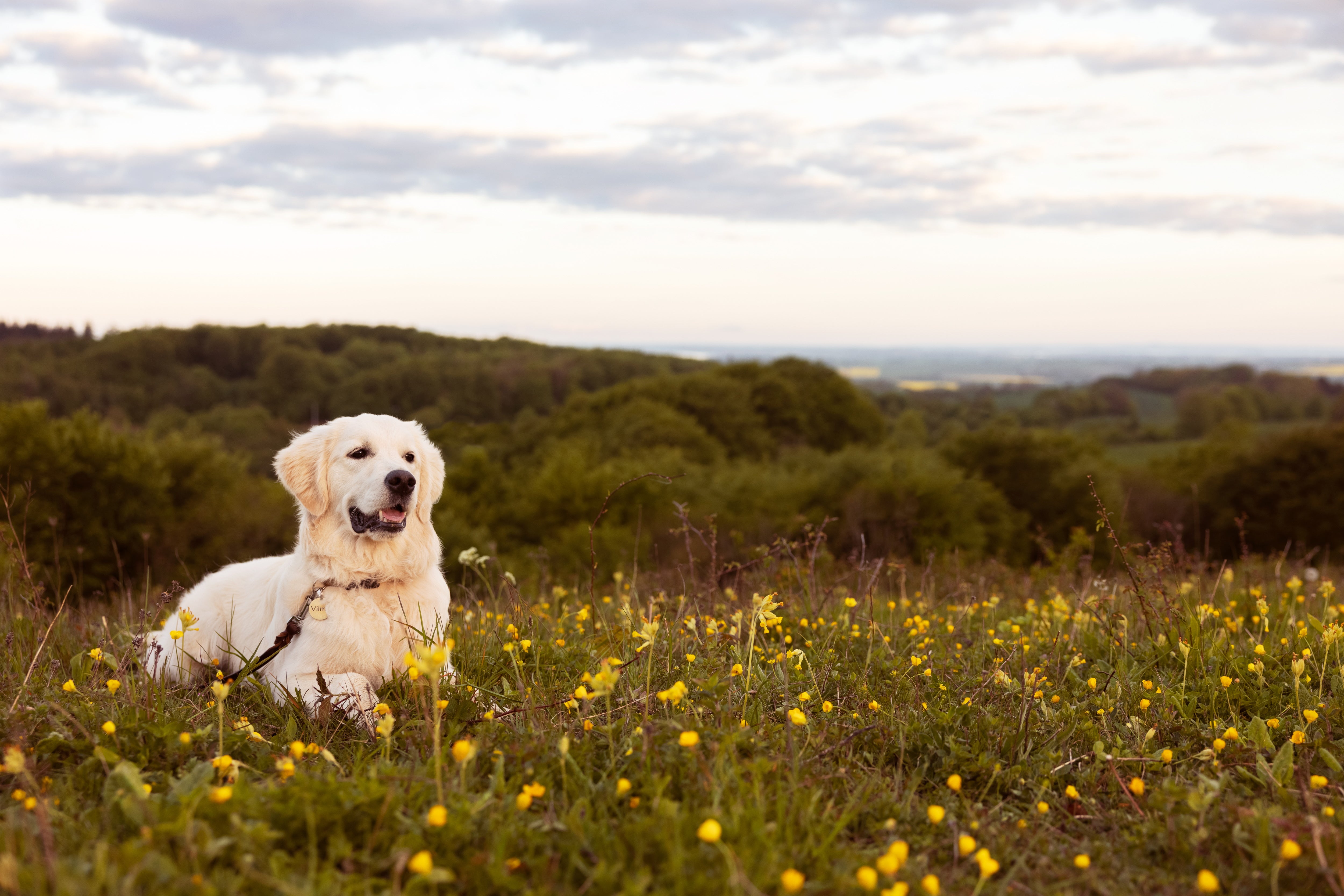Hund slapper af i skovbunden og viser hvor meget sover en hund i løbet af dagen