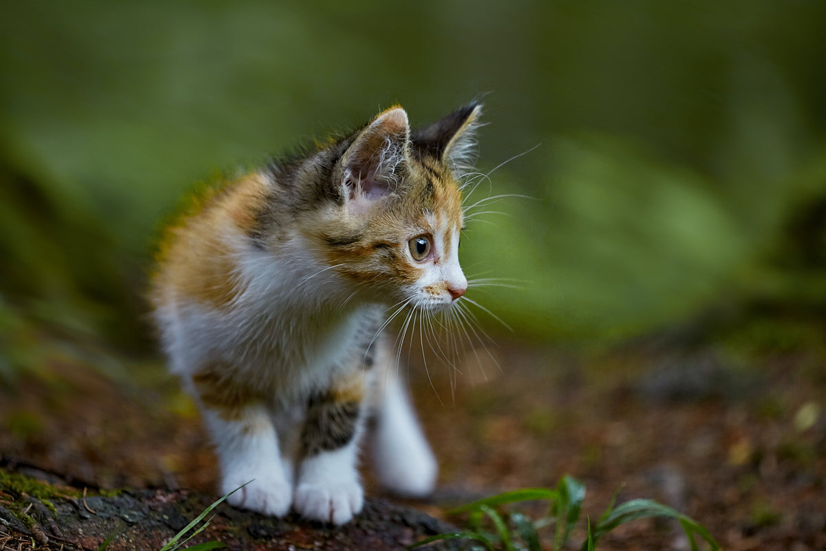 How much food should a kitten have per day - Avoid Common Mistakes