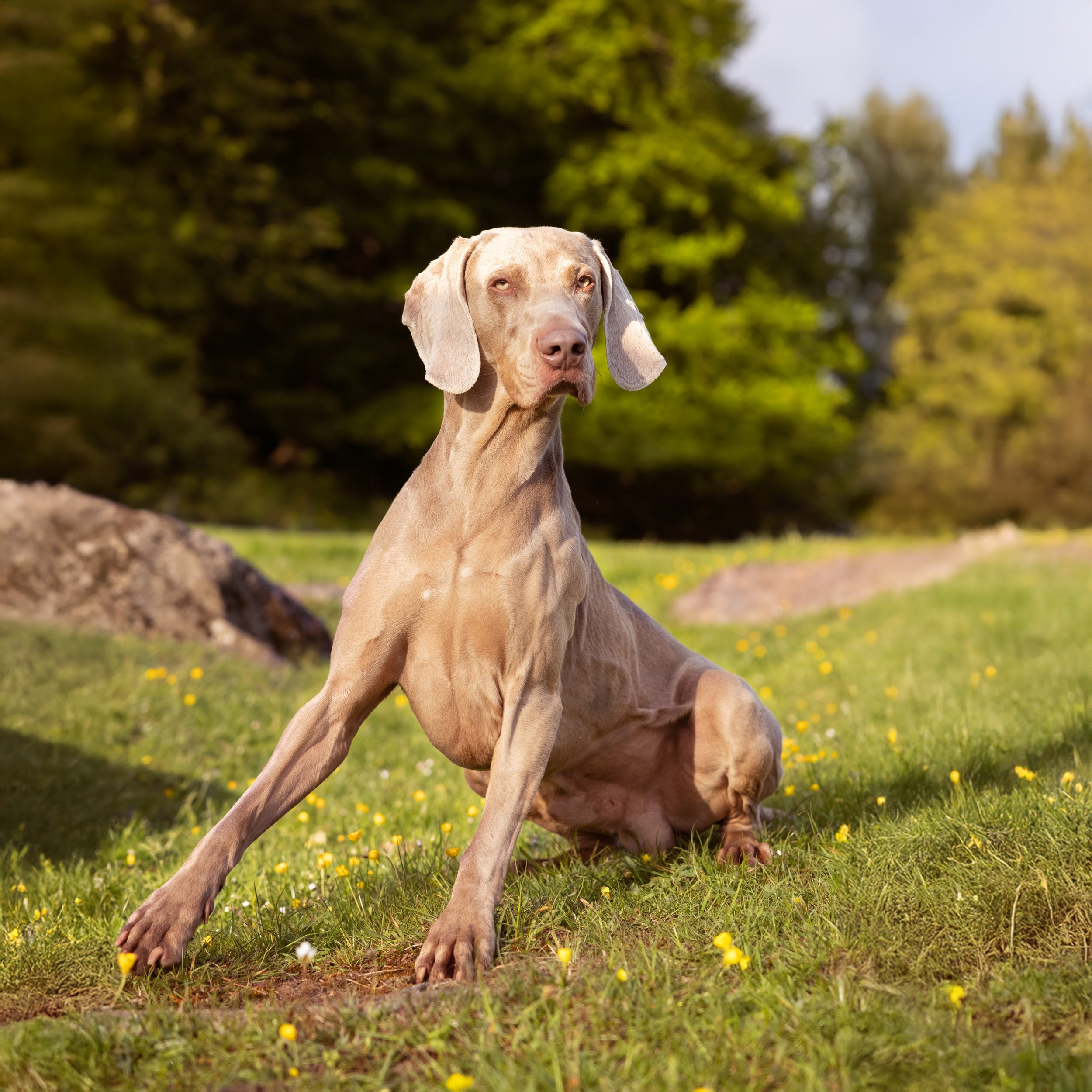 BALANCE // WORKING DOG