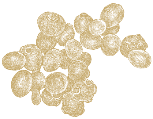 Brewer's Yeast