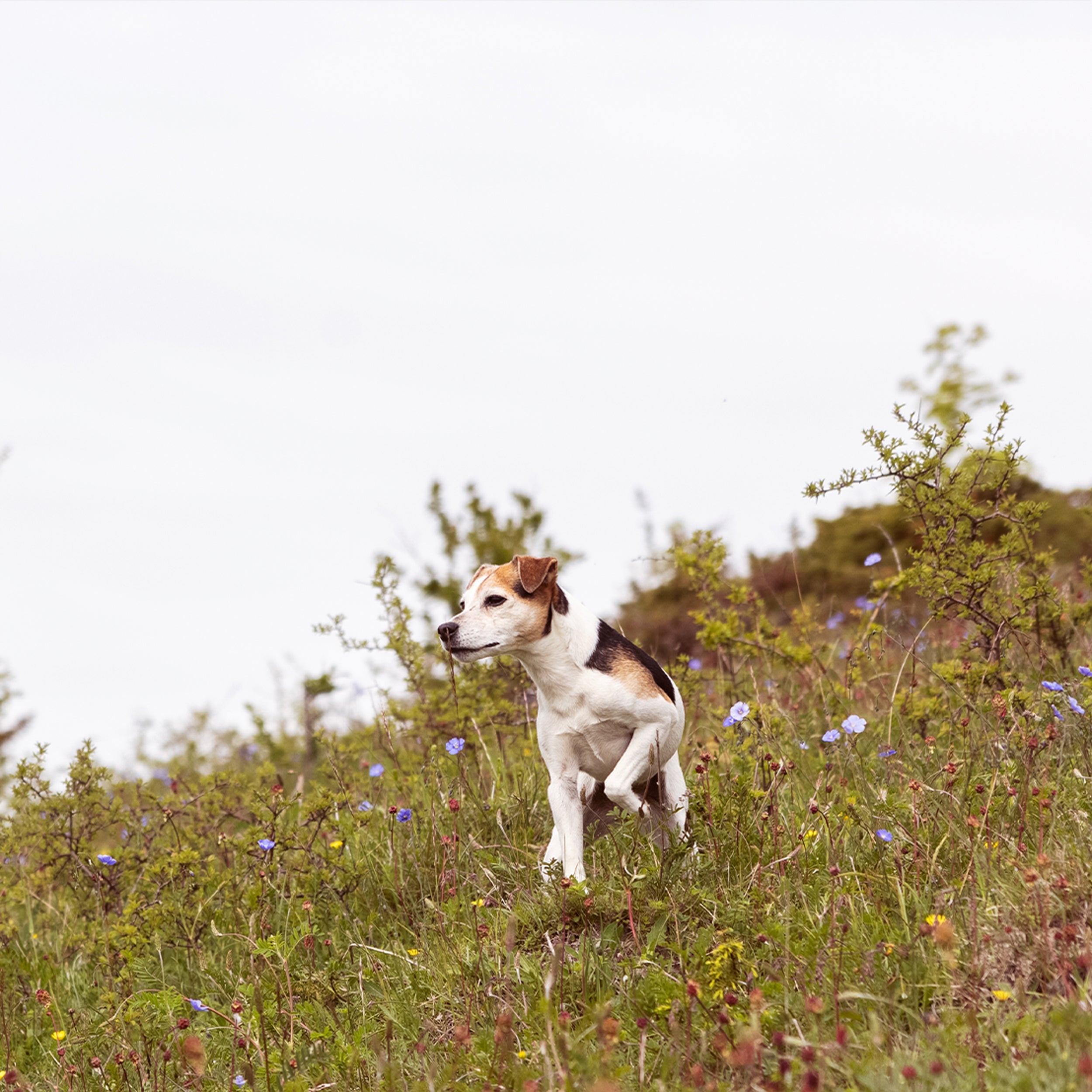 HIGHLAND LIVING // WORKING DOG