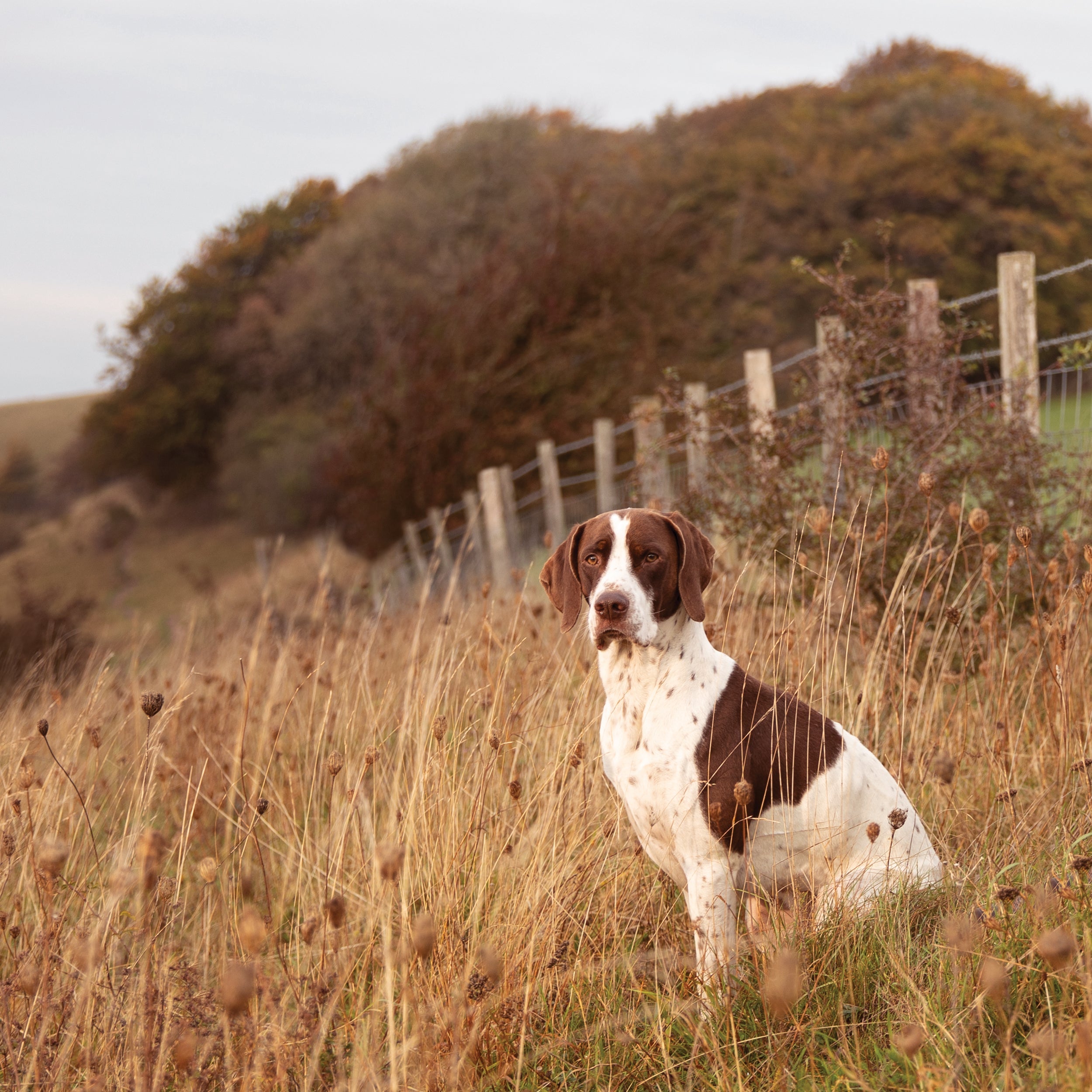 NAUTICAL LIVING  // WORKING DOG