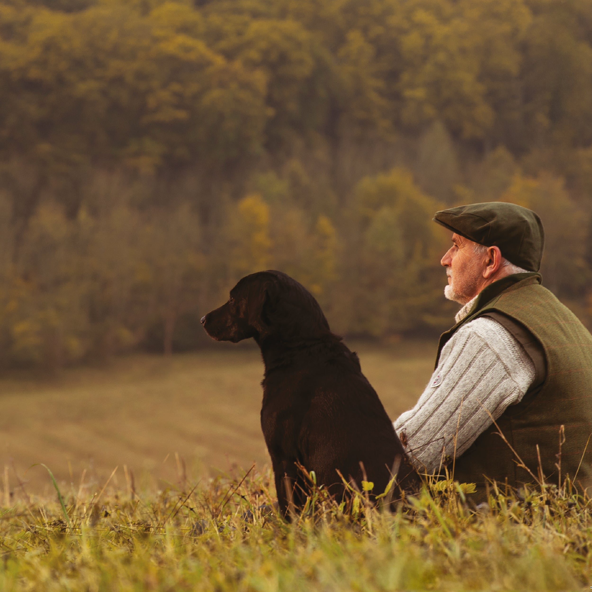 OLDER // WORKING DOG