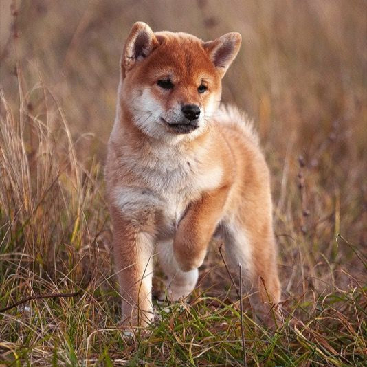 THE BEGINNING SMALL BREED // WORKING DOG