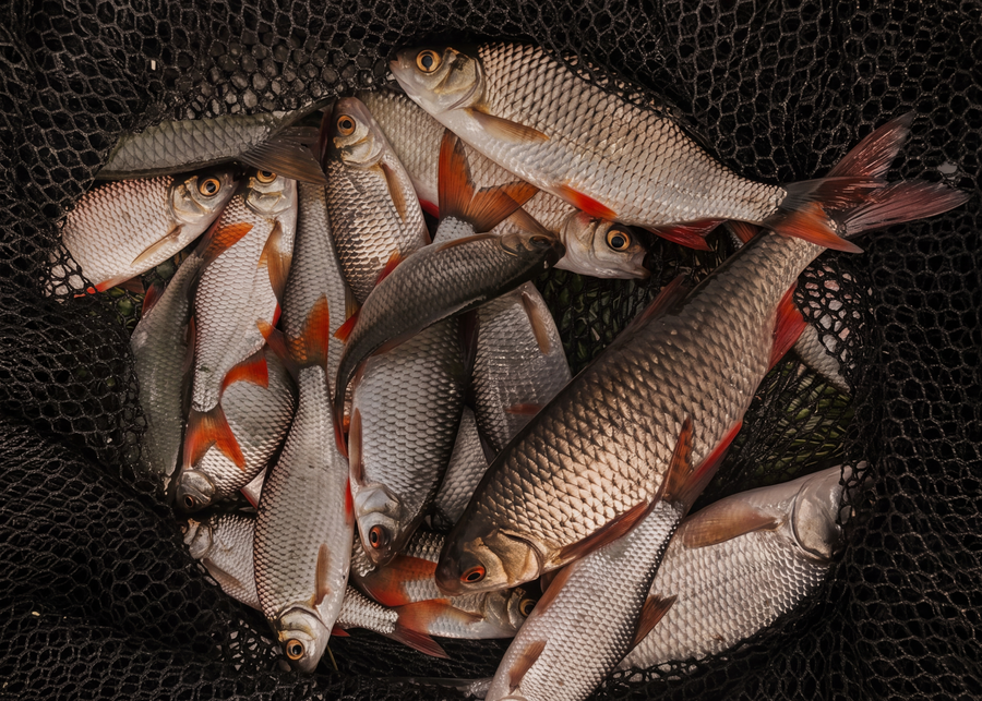 Seasonal Fish
